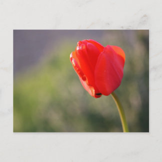 Shiny Red Tulip Postcard