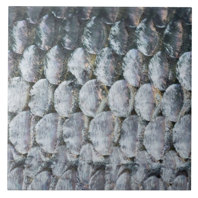 Shiny Salmon Scales Tile (Front)