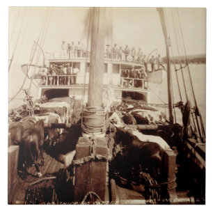 Shipping Cattle on the 'W.G. Hall', Hawaii, 1890s Tile