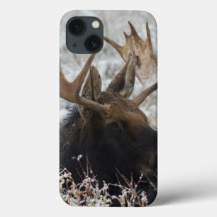 Shiras Bull Moose iPhone 13 Case
