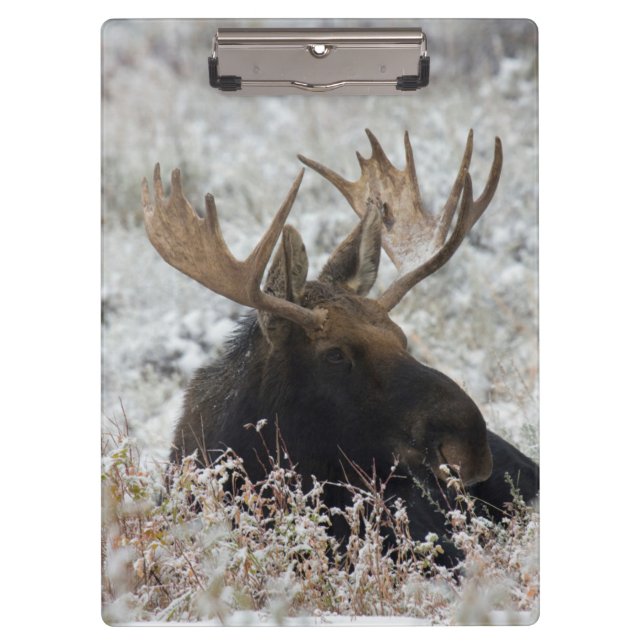 Shiras Bull Moose Clipboard (Front)