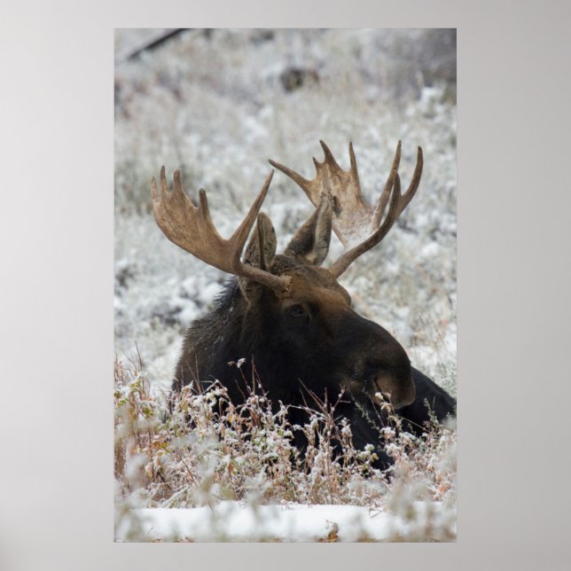 Shiras Bull Moose Poster (Front)