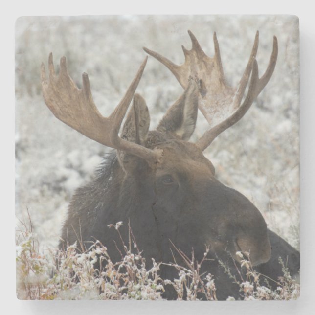 Shiras Bull Moose Stone Coaster (Front)