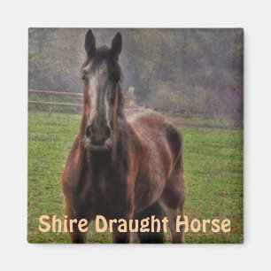 Shire Draught Horse, Hampshire, England Magnet