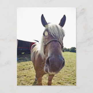 SHIRE HORSE IN SUNLIGHT WITH NOSE UP TO CAMERA POSTCARD