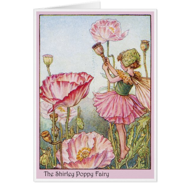 Shirley Poppy  Fairy (Front)