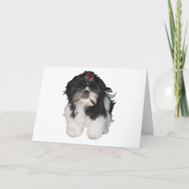 Shitzu Shih Tzu Puppy Dogs Card (Front)