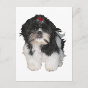 Shitzu Shih Tzu Puppy Dogs Postcard