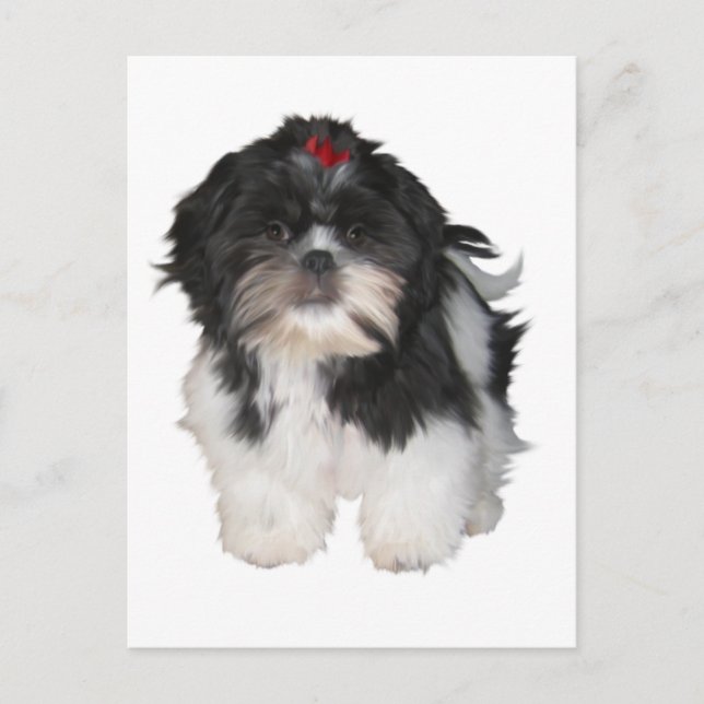 Shitzu Shih Tzu Puppy Dogs Postcard (Front)
