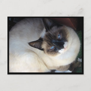 Shiva the Snowshoe Postcard