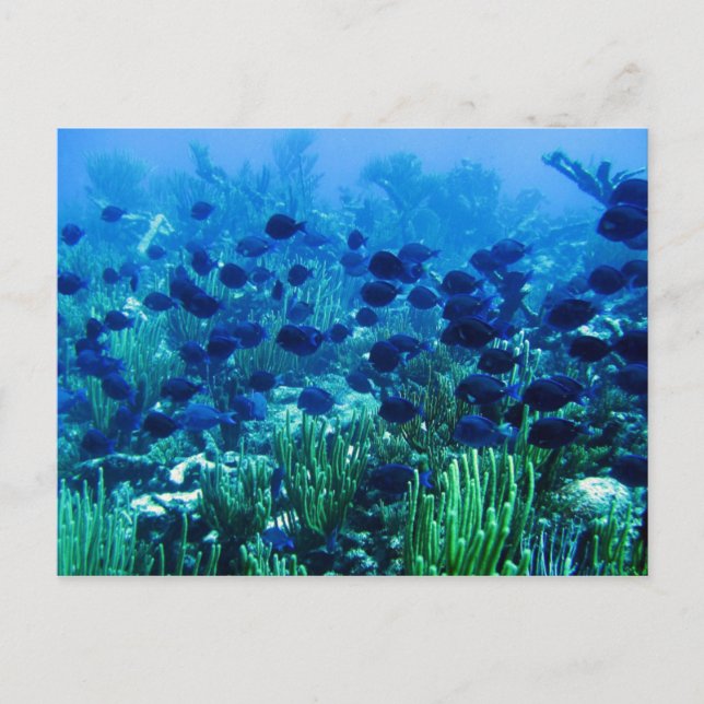 Shoal of Blue Discus Fish Postcard (Front)