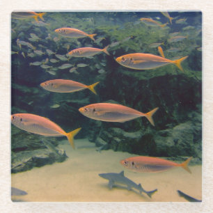 Shoal of Fish Glass Coaster