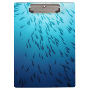 Shoal of fishes clipboard