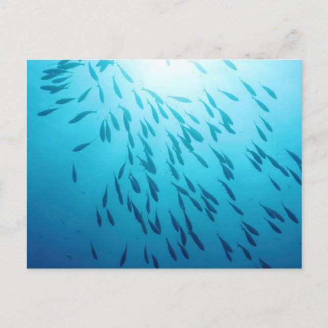 Shoal of fishes postcard (Front)