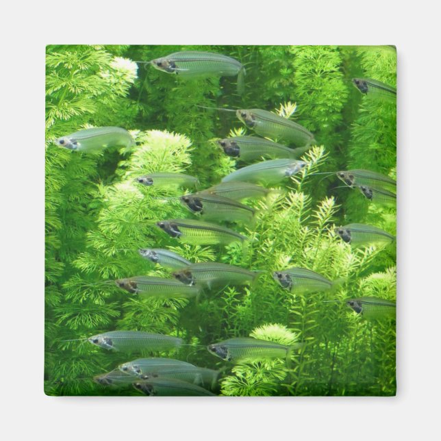 Shoal of Transparent Silver Fish Magnet (Front)