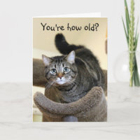 Shocked Cat Birthday Wishes