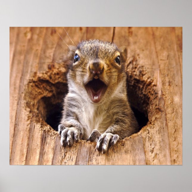 Shocked Squirrel Poster (Front)