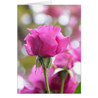 Shocking Pink Beautiful Rose Card