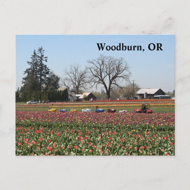 Shoe Shoe Train Postcard (Front)