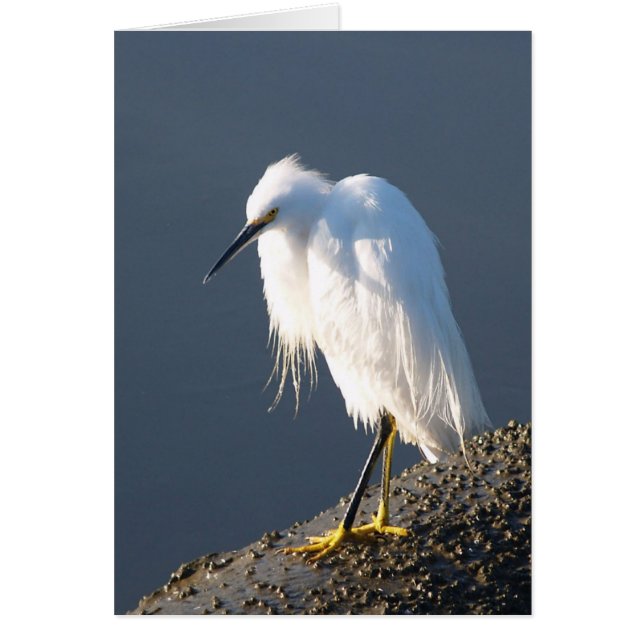 Shoe Therapy card (Front)