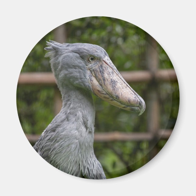 Shoebill (Balaeniceps rex) Magnet (Front)