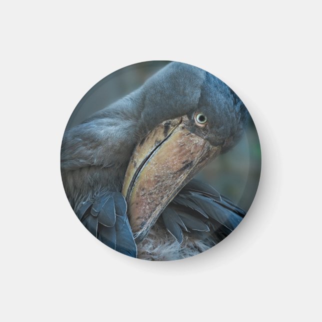 Shoebill Magnet (Front)