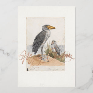 Shoebill Stork 1887 Print Zoologica Thank You