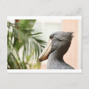 Shoebill Stork Postcard
