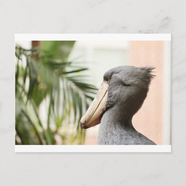 Shoebill Stork Postcard (Front)