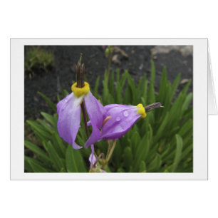 Shooting Star Flowers