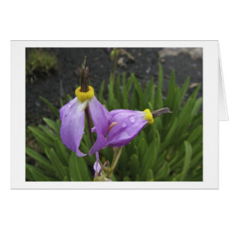 Shooting Star Flowers