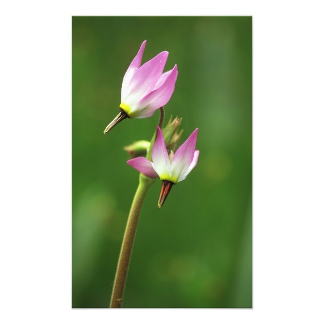 Shooting star wildflower, California, USA Photo Print (Front)