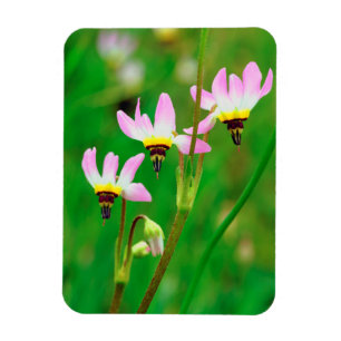 Shooting Star Wildflowers in Mission Trails Park Magnet