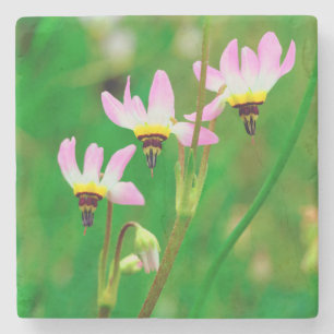 Shooting Star Wildflowers in Mission Trails Park Stone Coaster