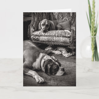 Shop Dogs card