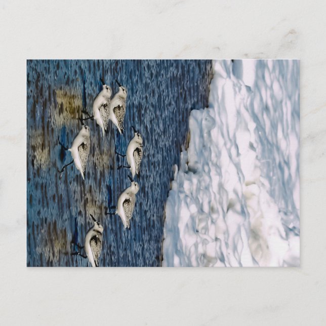 Shore Birds Postcard (Front)