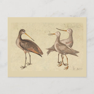 Shore Birds Postcard