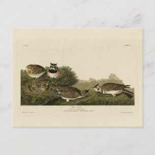 Shore Lark (Horned Lark) Audubon Birds of America Postcard