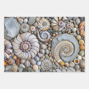 Shore Shells  Wrapping Paper Sheet