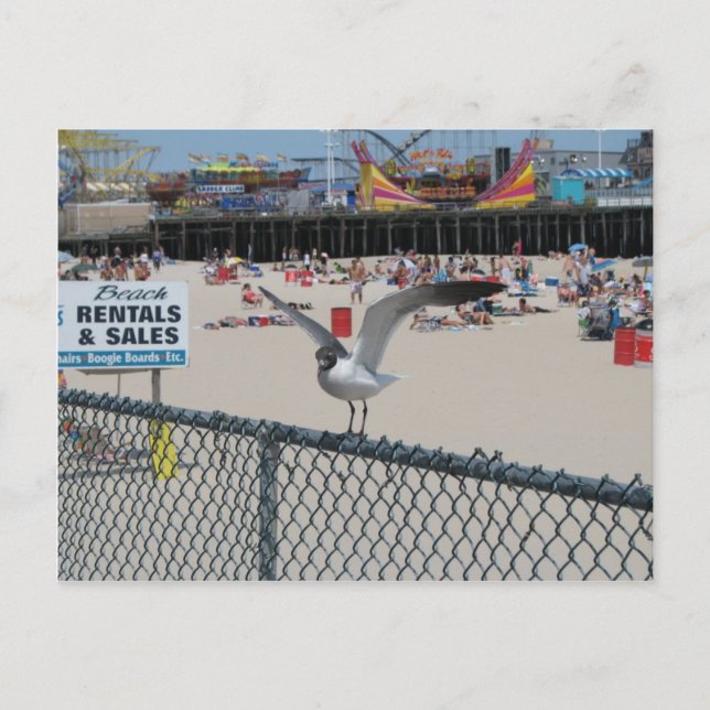 Shore Thing Postcard (Front)