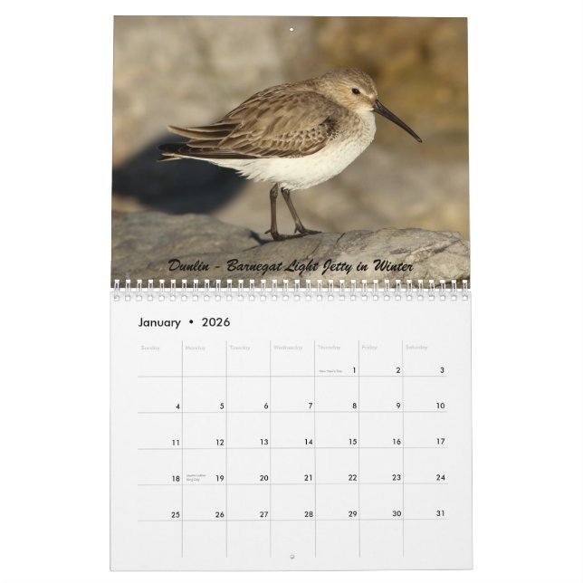 Shorebirds of New Jersey Calendar (Jan 2026)