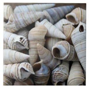 Shoreline Cone Shells Tile