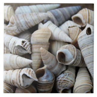 Shoreline Cone Shells Tile