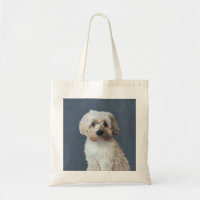 Shorkie dog pet portrait 