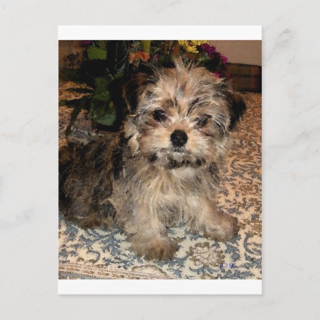 Shorkie Puppy Postcard (Front)