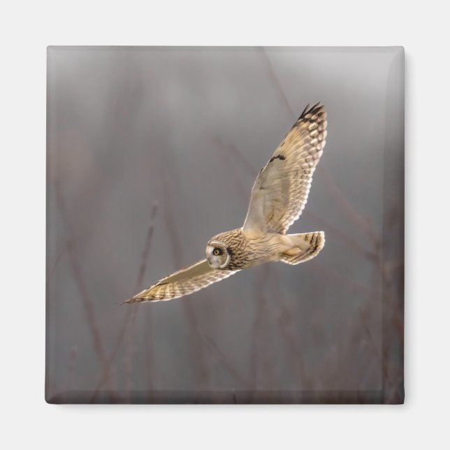 Short Eared Owl 2" Magnet (Front)