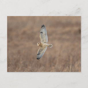 Short-eared owl at the Shawangunk Grasslands Postcard
