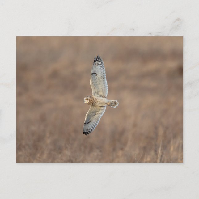 Short-eared owl at the Shawangunk Grasslands Postcard (Front)