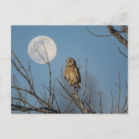 Short-eared owl at the Shawangunk Grasslands