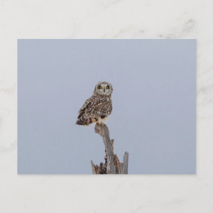 Short-eared owl at the Shawangunk Grasslands Postcard